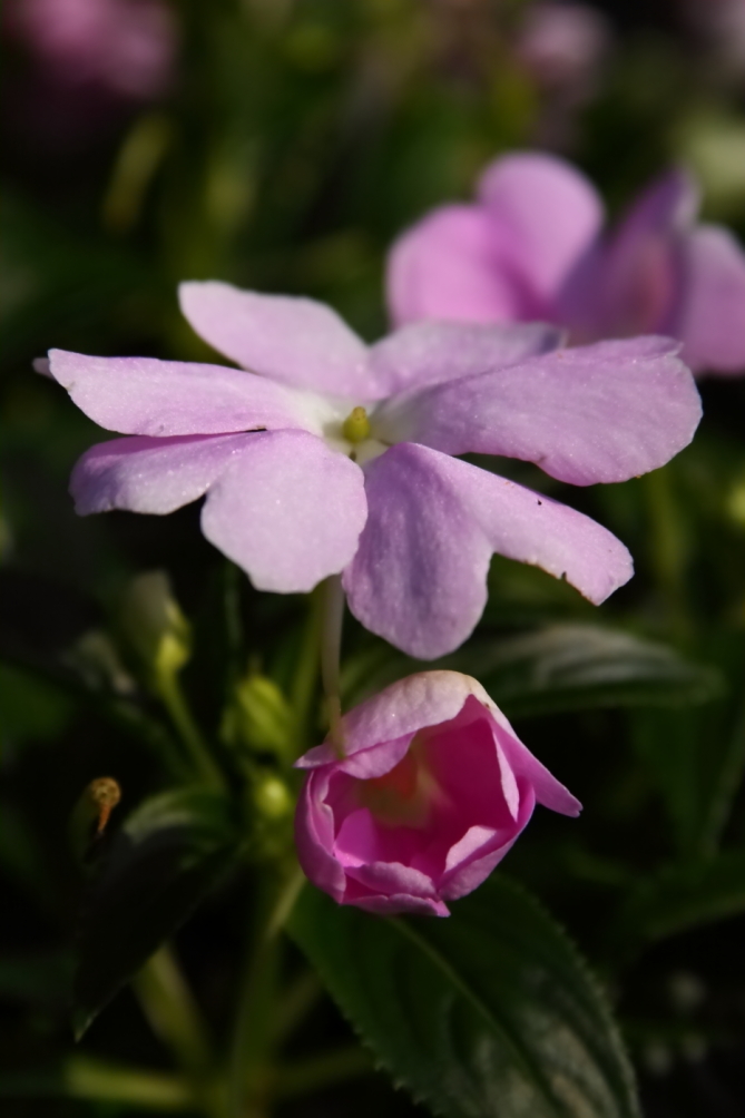 2011 08 05 IMG 35560